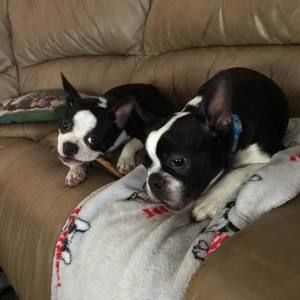 Meet your Posher, Darla